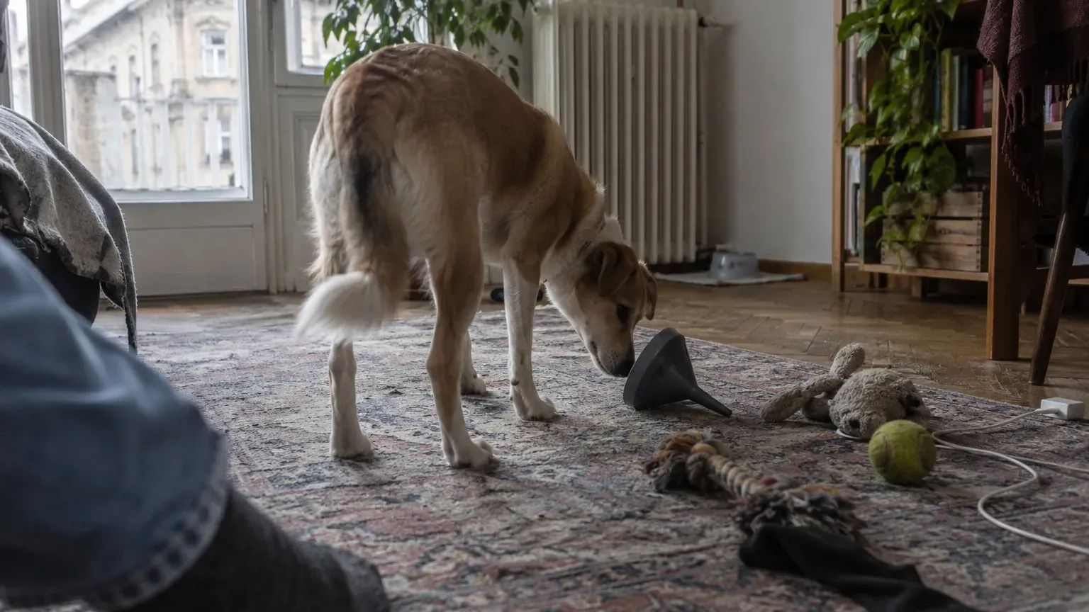 Chiens de Budapest : pourquoi certains étendent le nom d'un jouet à un objet inconnu, et ce que Claudia Fugazza en conclut