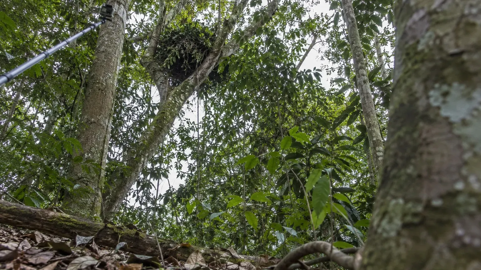 Chimpanzés filmés en train de dormir : pourquoi les mâles dominants perdent une heure de sommeil par nuit