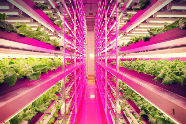 agriculture verticale indoor