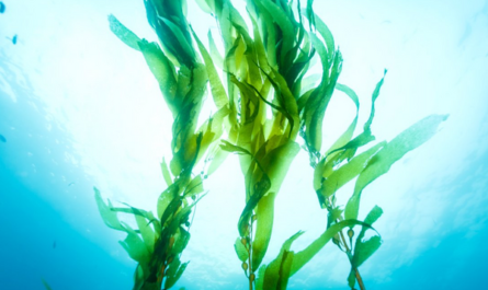 Le manifeste sur les algues marines